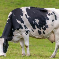 Cow sling for downer cows