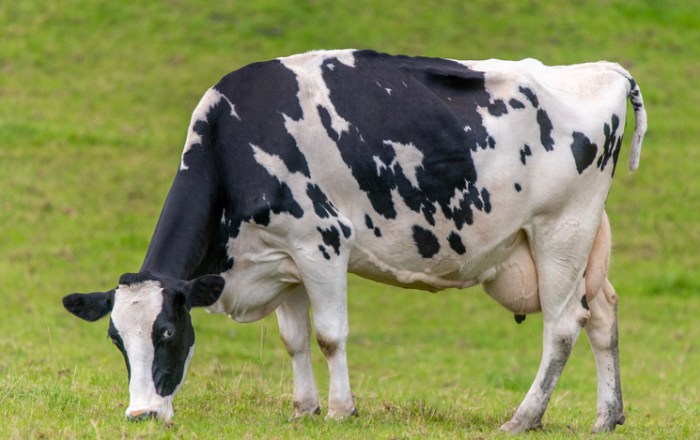 Cow sling for downer cows