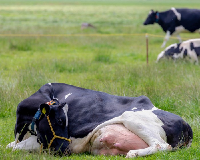 Cow sling for downer cows