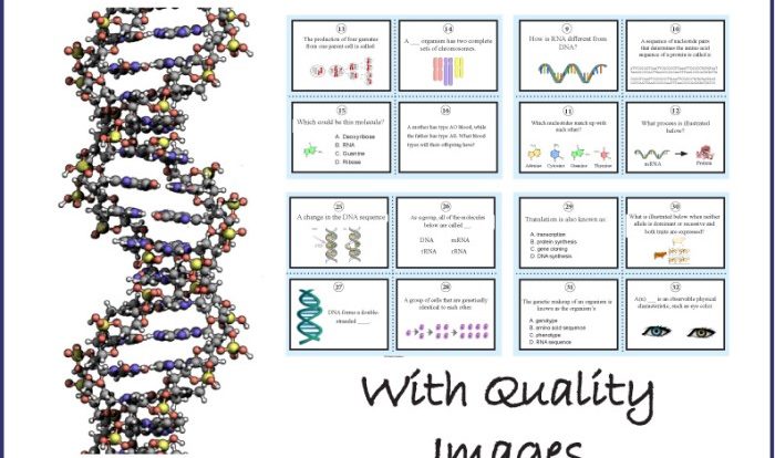 Dna task cards answer sheet