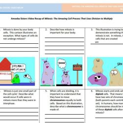 Amoeba sisters cell cycle and cancer worksheet answers