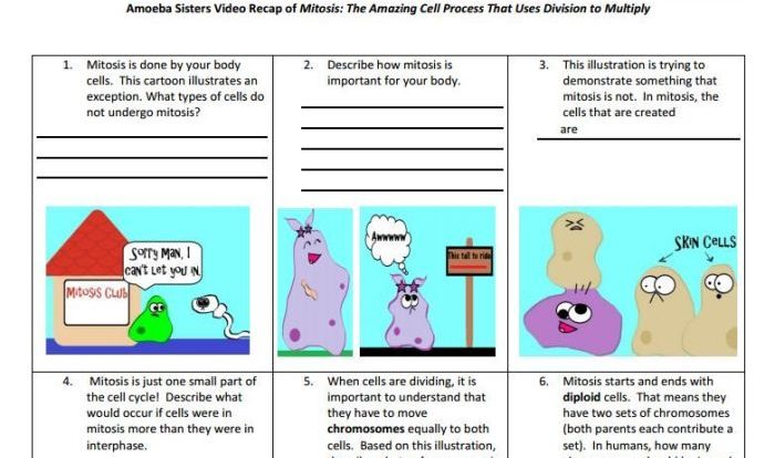 Amoeba sisters cell cycle and cancer worksheet answers