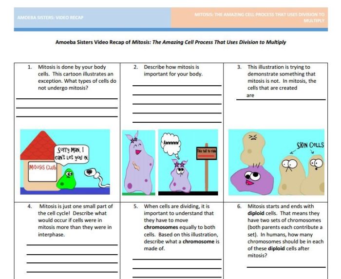 Amoeba sisters cell cycle and cancer worksheet answers