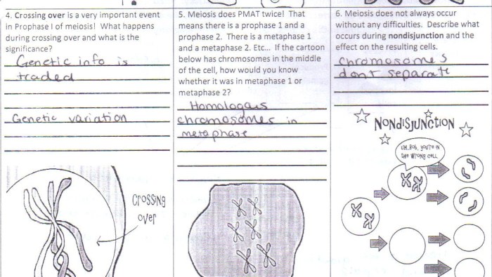 Amoeba sisters cell cycle and cancer worksheet answers