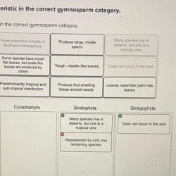 Place the given characteristic in the correct gymnosperm category