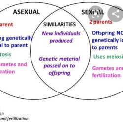 Reproduction asexual sexual worksheet chart biology science classroom teaching school answers grade meiosis mitosis resources lessons genetics anchor 7th lesson