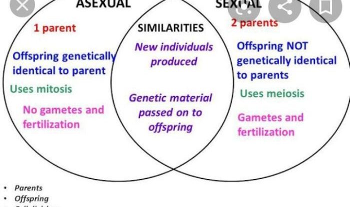 Reproduction asexual sexual worksheet chart biology science classroom teaching school answers grade meiosis mitosis resources lessons genetics anchor 7th lesson