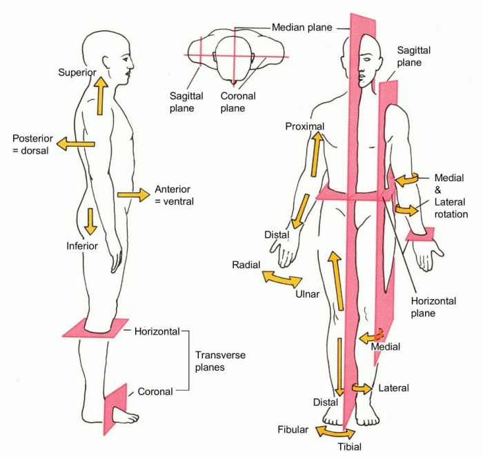 Navigating the body planes directions positions and movements