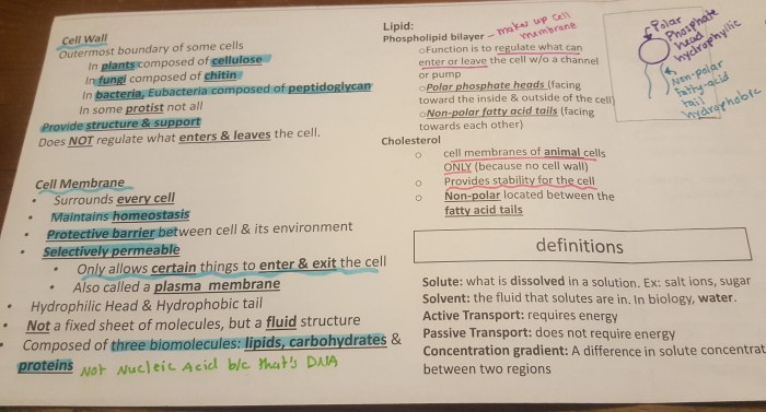 Amoeba sisters cell cycle and cancer worksheet answers