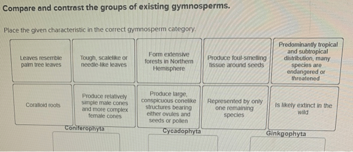 Place the given characteristic in the correct gymnosperm category